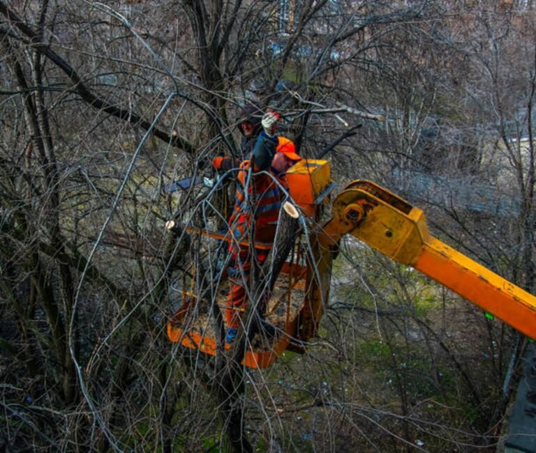 What Are Signs of a Dying or Dangerous Tree?